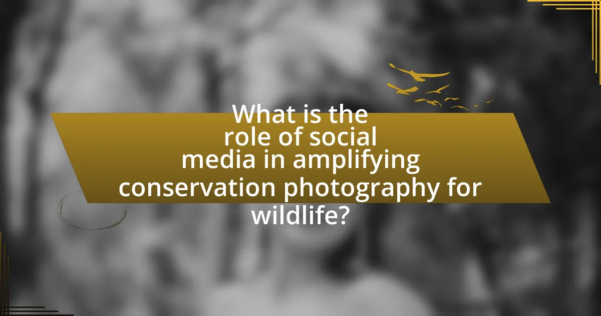 What is the role of social media in amplifying conservation photography for wildlife?